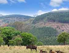 Photo of wild wildebeests