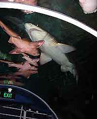 Sydney Attractions for Children
