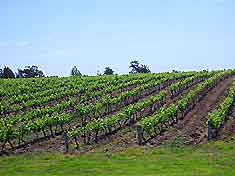 Sydney Vineyards and Wines