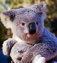 Sydney Attractions for Children