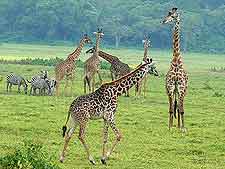 Arusha National Park view, showing group of giraffes