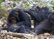 Image of chimpanzees at the Gombe Stream National Park