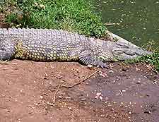 Image of crocodile living at the Meserani Snake Park