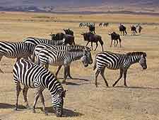 Picture of zebras, taken at the Ngorongoro Crater