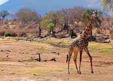 Ruaha National Park photo of giraffe