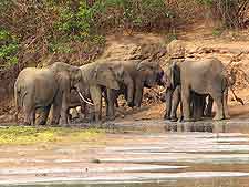 Image of elephants in the Selous Game Reserve