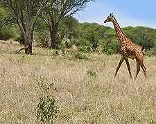 Tarangire National Park photo