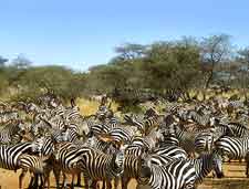 Photo of zebras in the Serengeti National Park, Tanzania, Africa