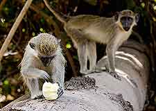 Picture of monkeys at the Abuko Nature Reserve