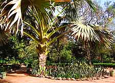 Bakau Botanical Gardens photograph