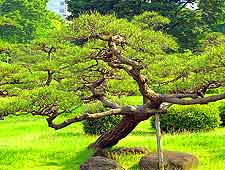 Photo of the beautiful Kyu-Shiba-Rikyu Gardens