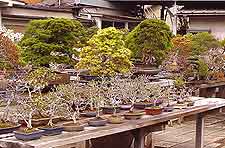 Picture showing bonsai nursery at Omiya village