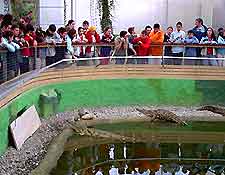 Picture of croodiles in a poll at Crocodile Park