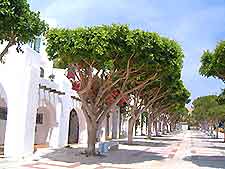Greenery along La Carihuela