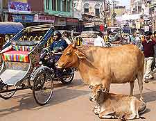 Photo of Indian cows resting on a street in the city centre