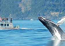 Image of leaping humpback whale