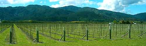 Wellington Vineyards