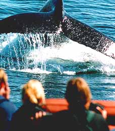 Whale1