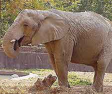 Picture of elephant at Ben Aknoun Zoo